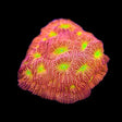 JF Jack O Lantern Leptoseris Coral