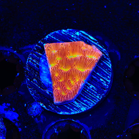JF Jack O Lantern Leptoseris Coral