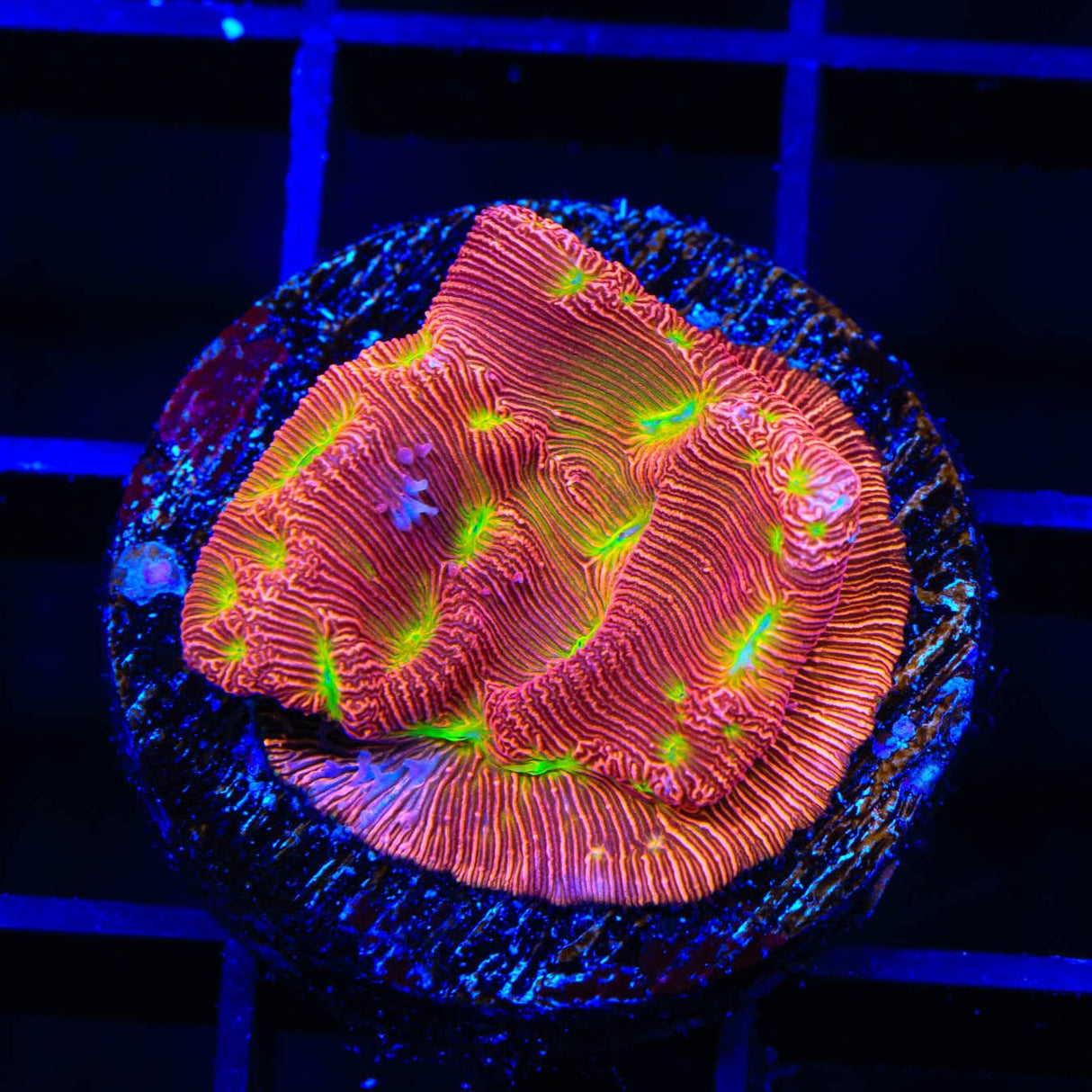 JF Jack O Lantern Leptoseris Coral