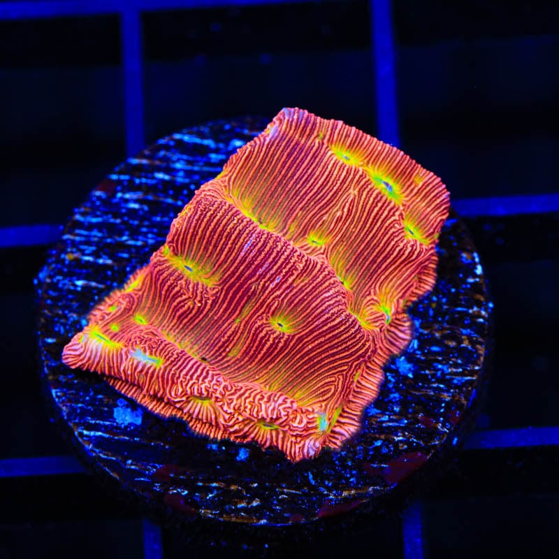 JF Jack-O-Lantern Leptoseris Coral