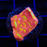 JF Jack-O-Lantern Leptoseris Coral