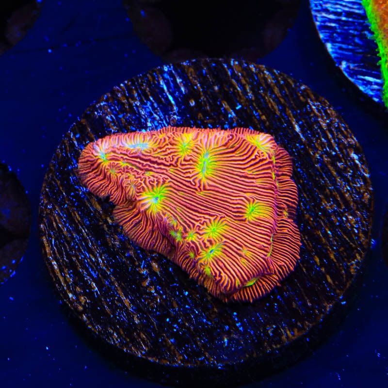 JF Jack-O-Lantern Leptoseris Coral
