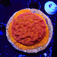 JF Jack O Lantern Leptoseris XL Frag Coral