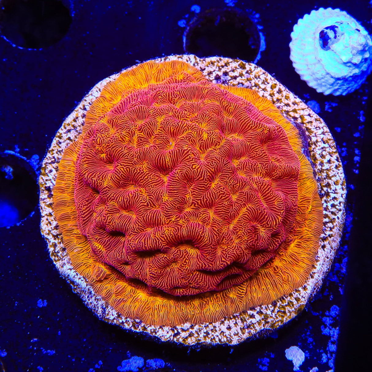 JF Jack O Lantern Leptoseris XL Frag Coral