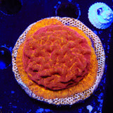 JF Jack O Lantern Leptoseris XL Frag Coral
