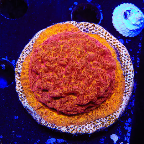 JF Jack O Lantern Leptoseris XL Frag Coral