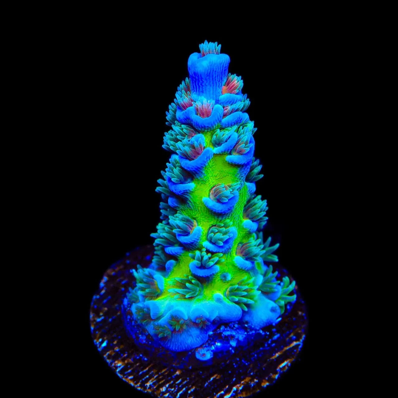 JF Jolt Acropora Coral
