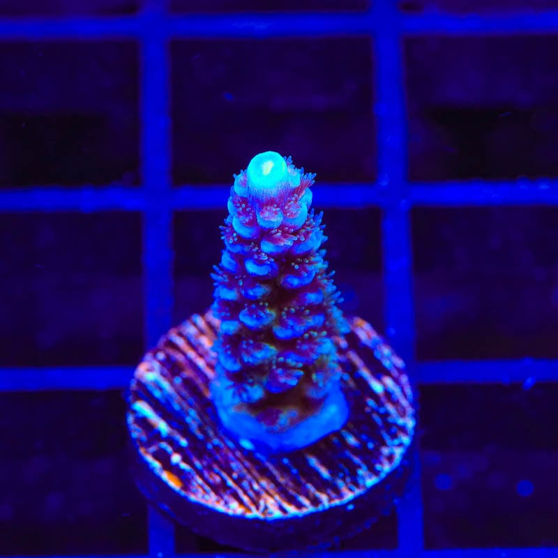 JF Jolt Acropora Coral
