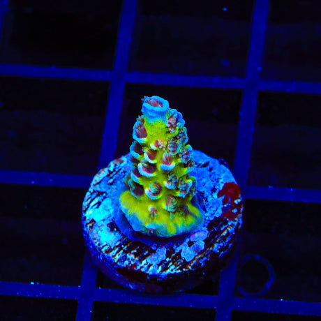JF Jolt Acropora Coral