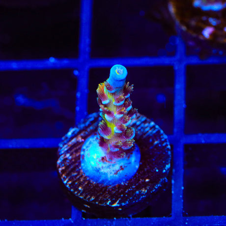 JF Jolt Acropora Coral