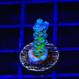 JF Jolt Acropora Coral