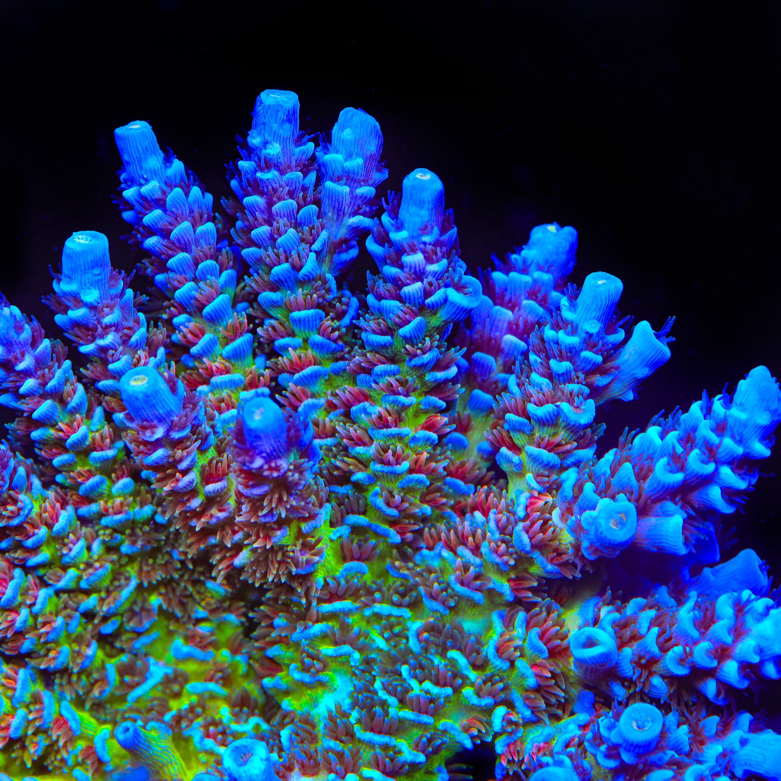 JF Jolt Acropora Coral