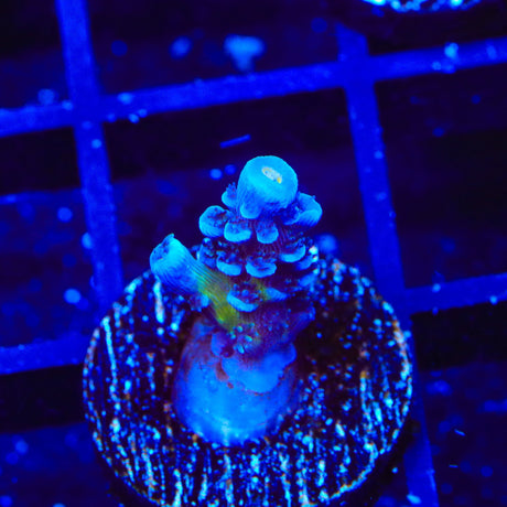JF Jolt Acropora Coral