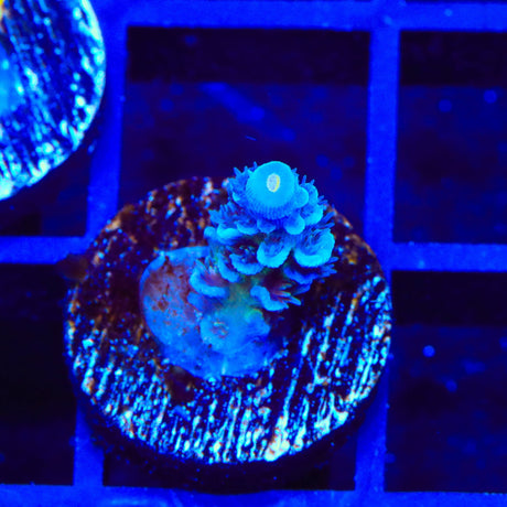 JF Jolt Acropora Coral