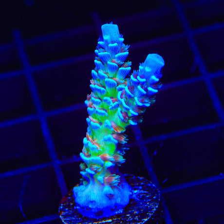 JF Jolt Acropora Coral