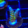 JF Jolt Acropora Coral
