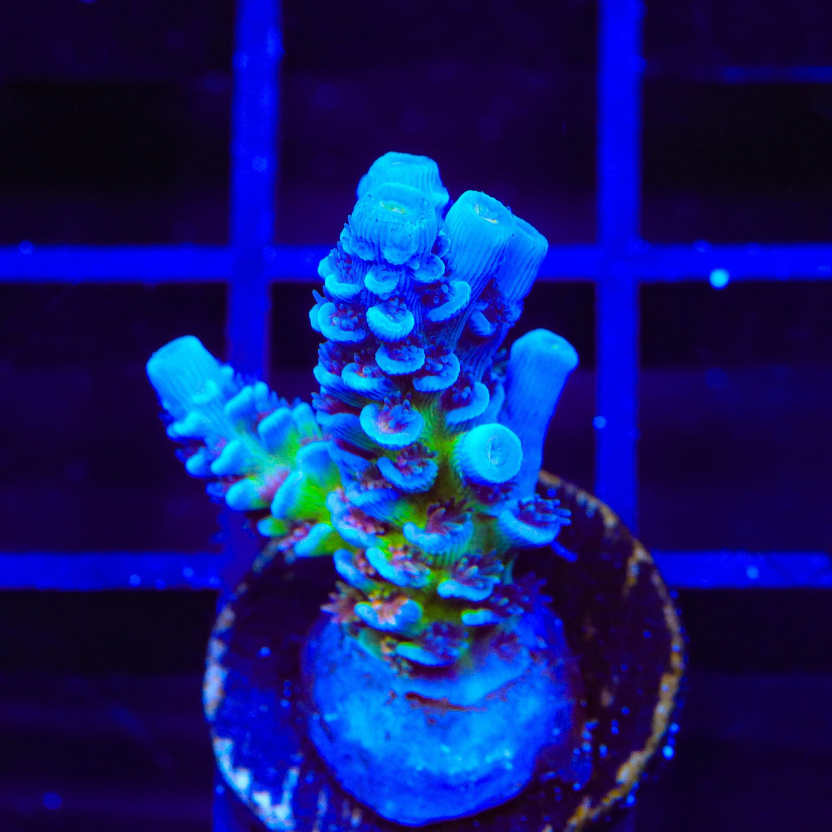 JF Jolt Acropora Coral