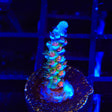 JF Jolt Acropora Coral