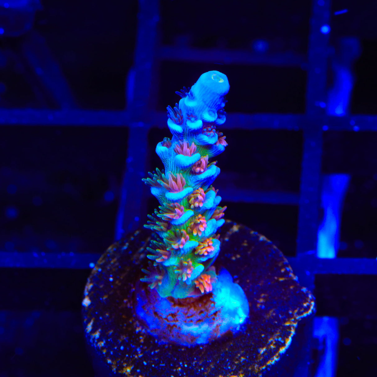 JF Jolt Acropora Coral