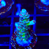 JF Jolt Acropora Coral