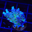 JF Jolt Acropora XL Frag Coral
