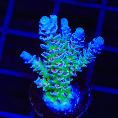 JF Jolt Acropora XL Frag Coral