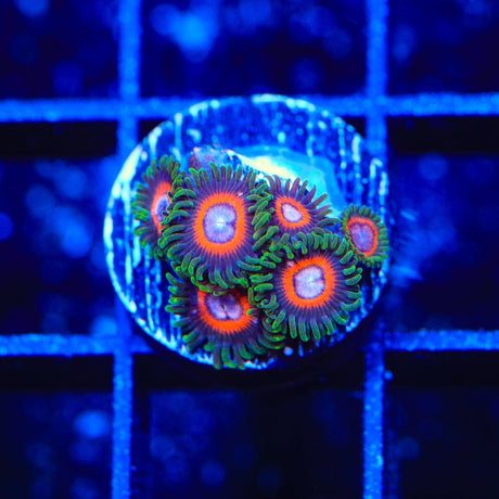 JF Jungle Juice Zoanthids Coral