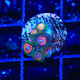 JF Jungle Juice Zoanthids Coral