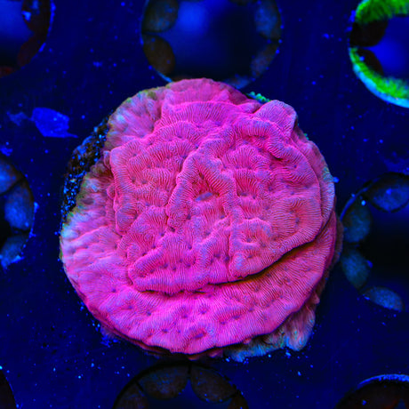 JF Klepto Lepto Leptoseris Coral