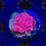 JF Klepto Lepto Leptoseris Coral