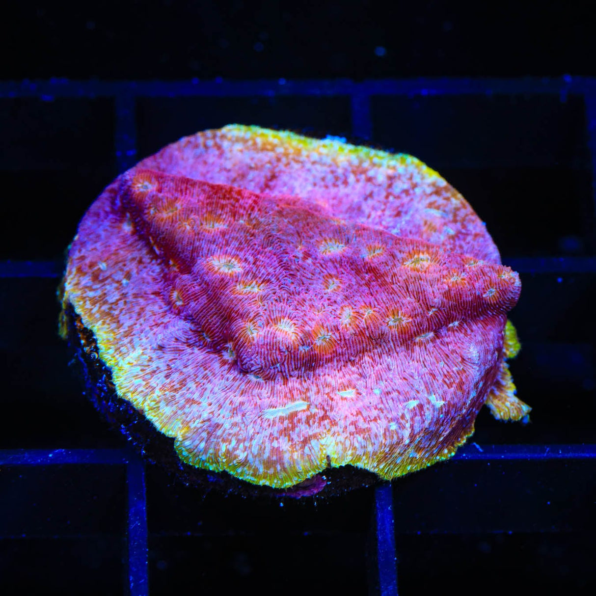 JF Klepto Lepto Leptoseris Coral