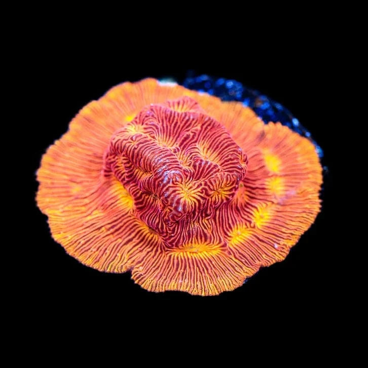 JF Lunar Landing Leptoseris Coral