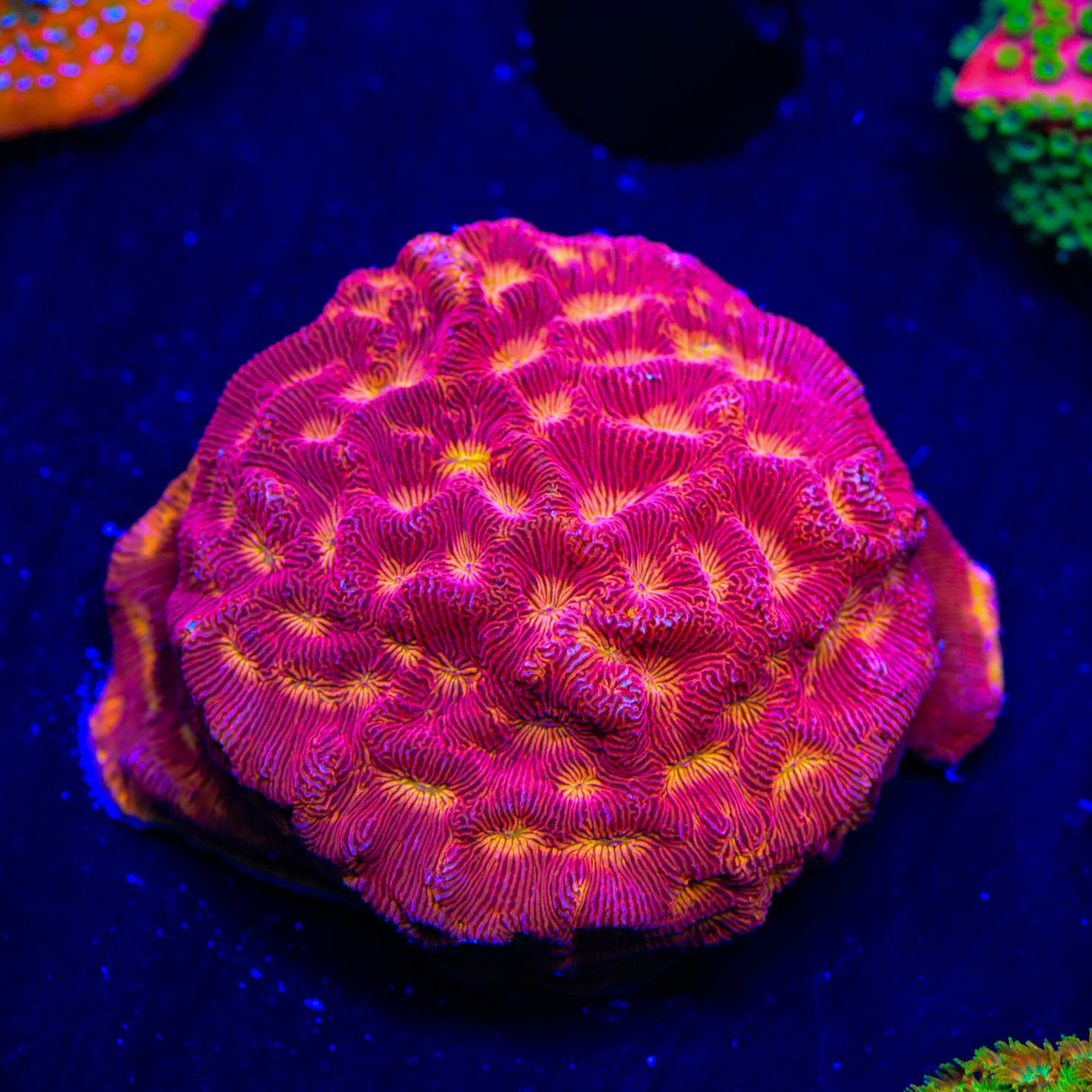 JF Lunar Landing Leptoseris Coral