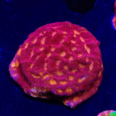 JF Lunar Landing Leptoseris Coral