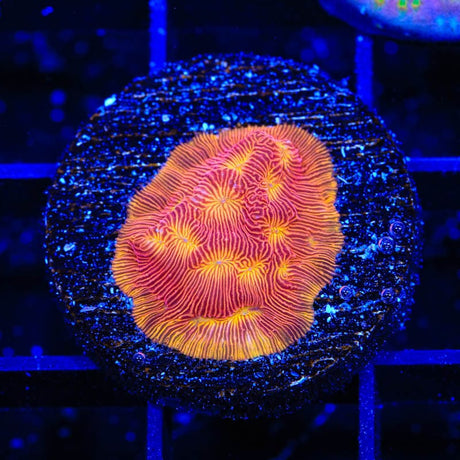 JF Lunar Landing Leptoseris Coral