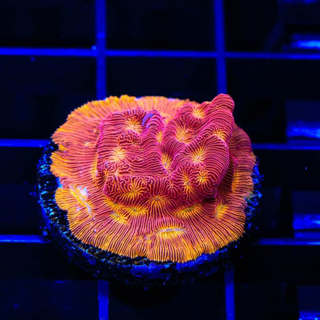JF Lunar Landing Leptoseris Coral