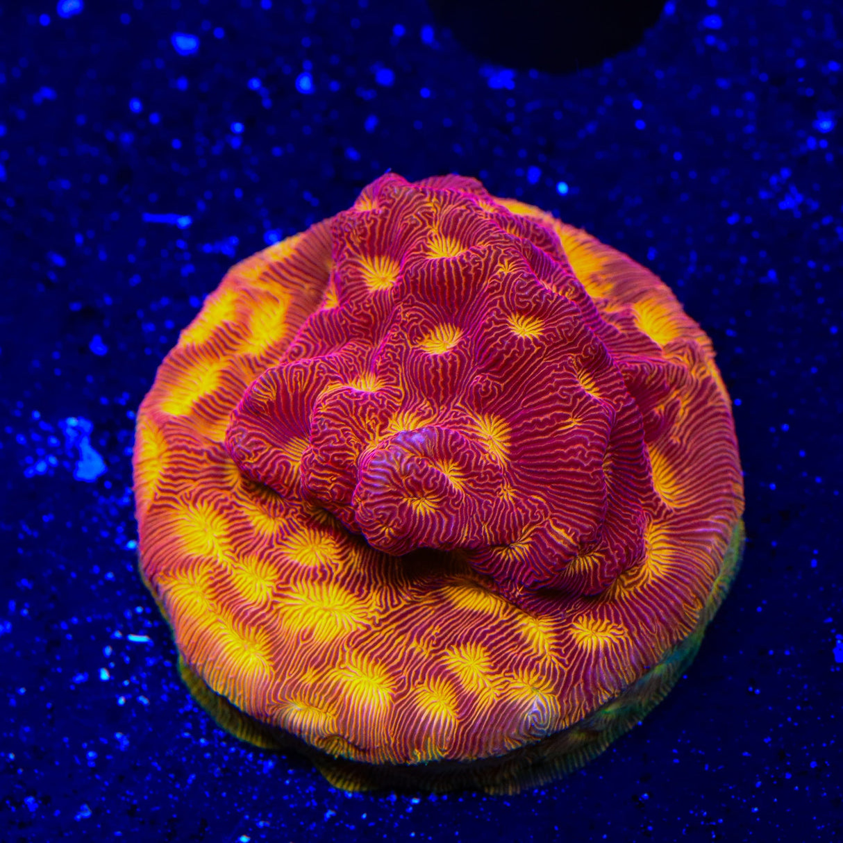 JF Lunar Landing Leptoseris Coral
