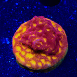JF Lunar Landing Leptoseris Coral