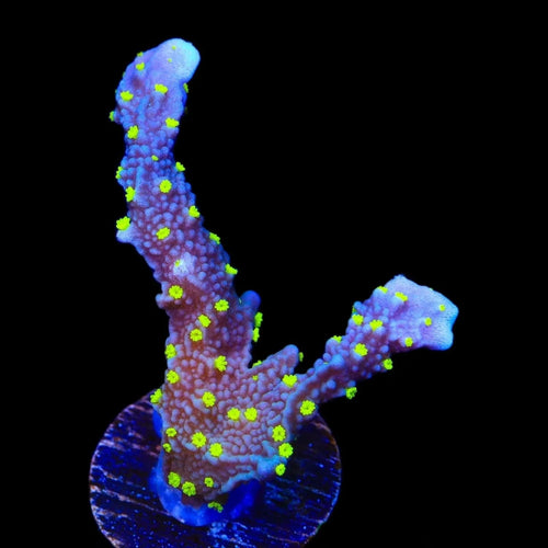 JF Midnight Dynamite Montipora Coral