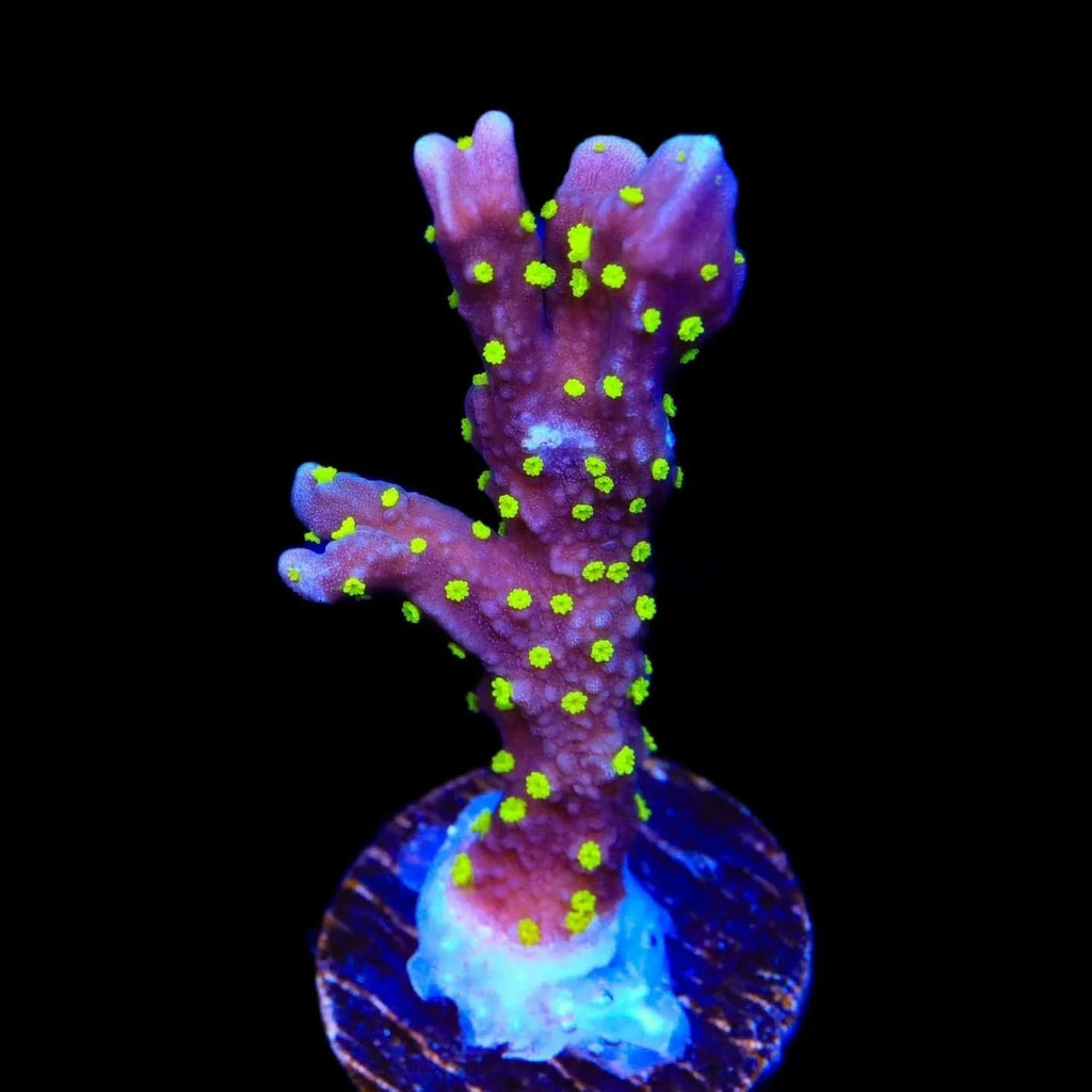 JF Midnight Dynamite Montipora Coral