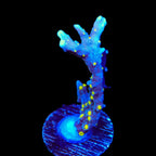 JF Midnight Dynamite Montipora Coral