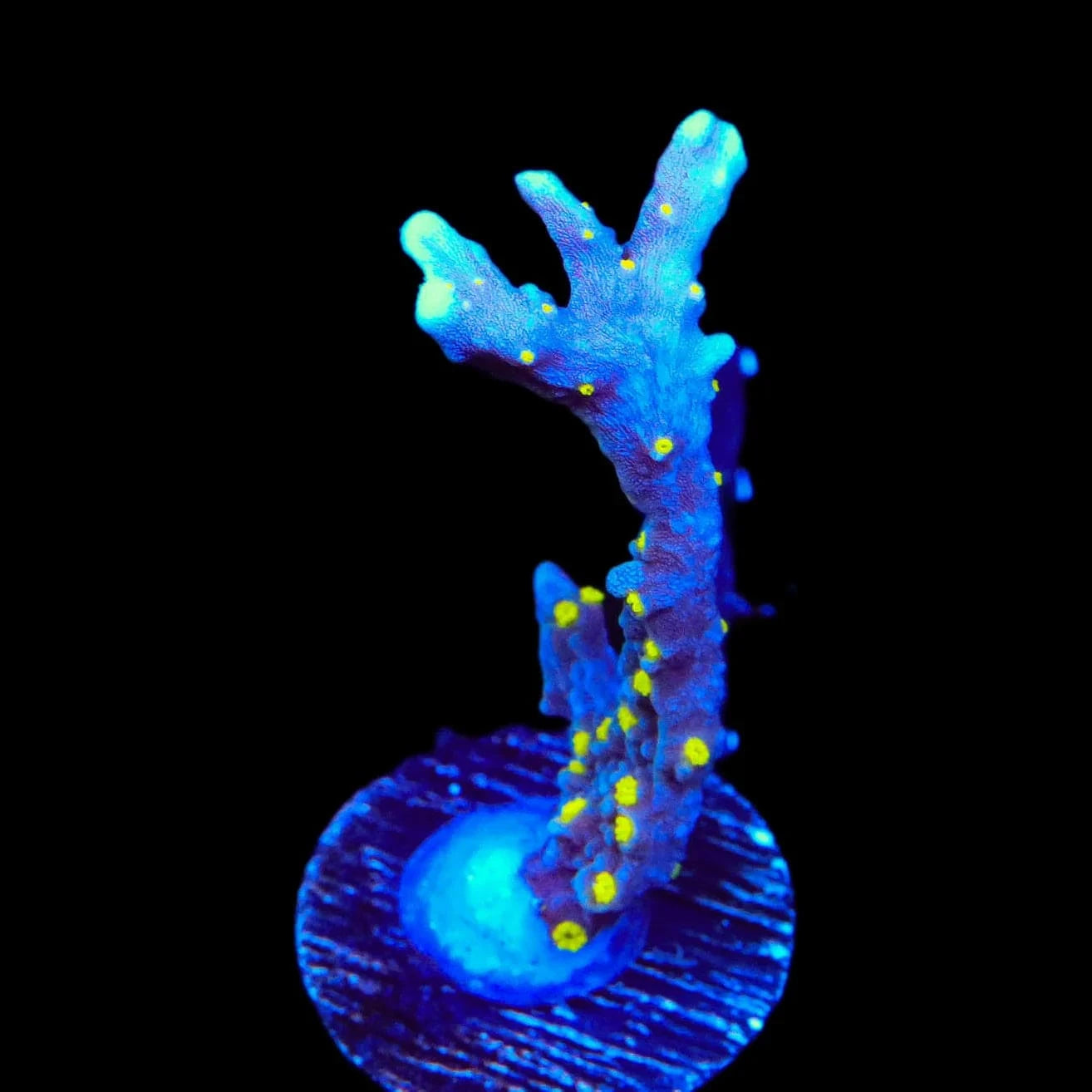 JF Midnight Dynamite Montipora Coral