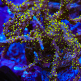 JF Midnight Dynamite Montipora Coral