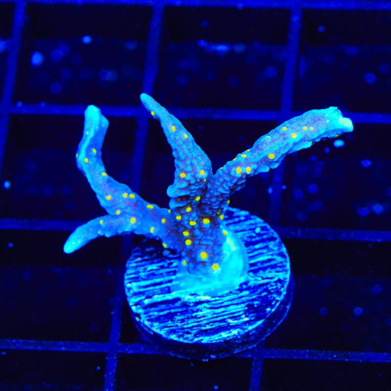 JF Midnight Dynamite Montipora Coral