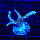 JF Midnight Dynamite Montipora Coral