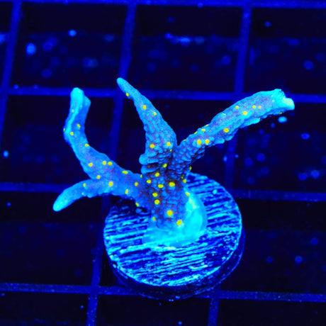 JF Midnight Dynamite Montipora Coral