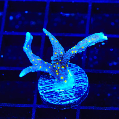 JF Midnight Dynamite Montipora Coral