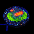 JF My Miami Chalice Coral