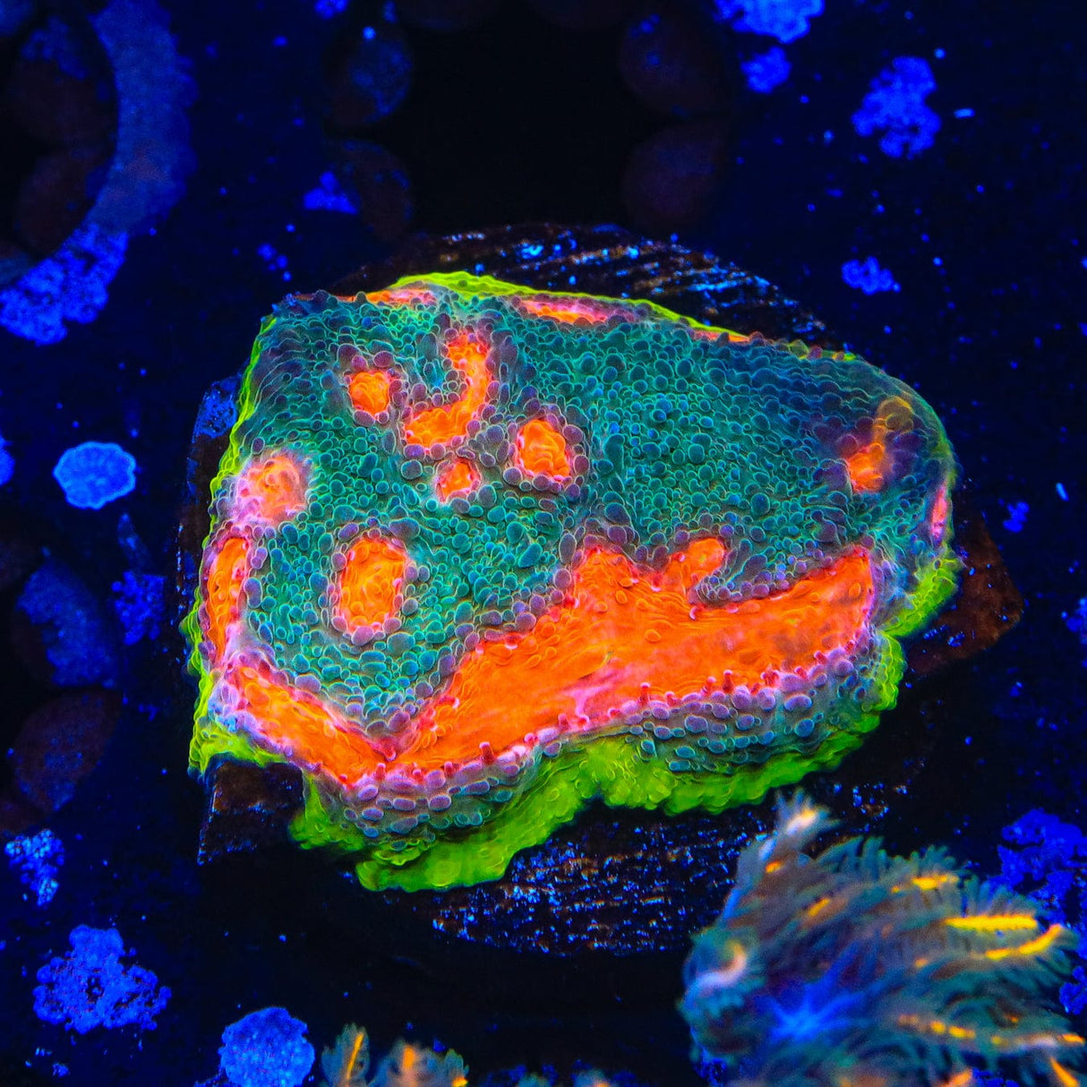 JF My Miami Chalice Coral
