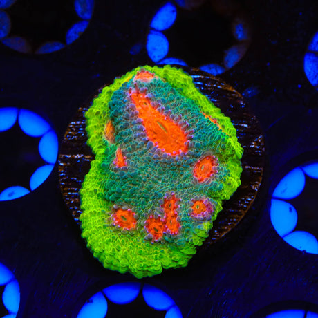 JF My Miami Chalice Coral